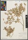 Foto von Salix pycnostachya Andersson
